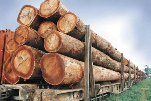 timber export Cameroon